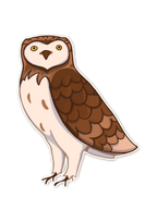 A little Owl Sticker